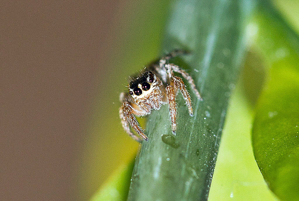 Evarcha jucunda; Trochosa sp.